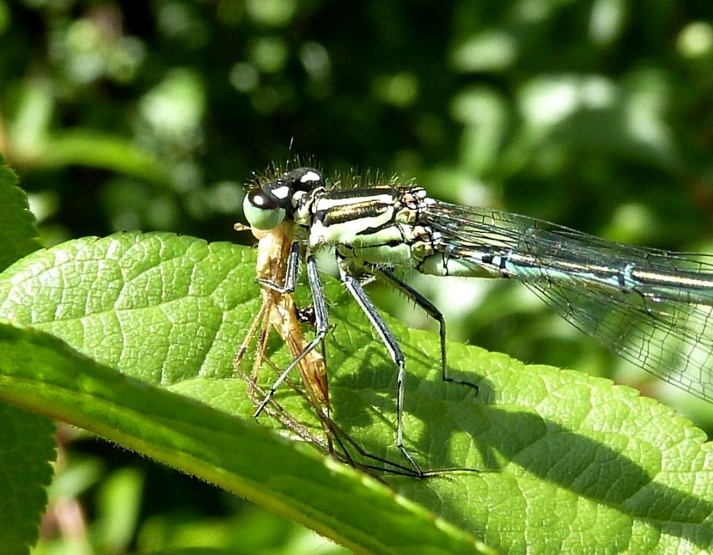 Il pasto della damigella - Coenagrion puella